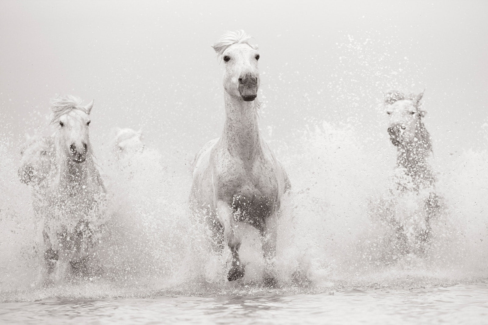 Untamed Spirits: Horses From Around the World