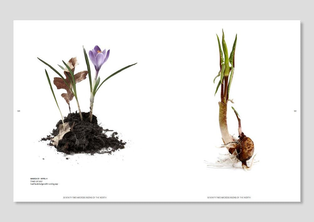 Still: The Art of Noticing