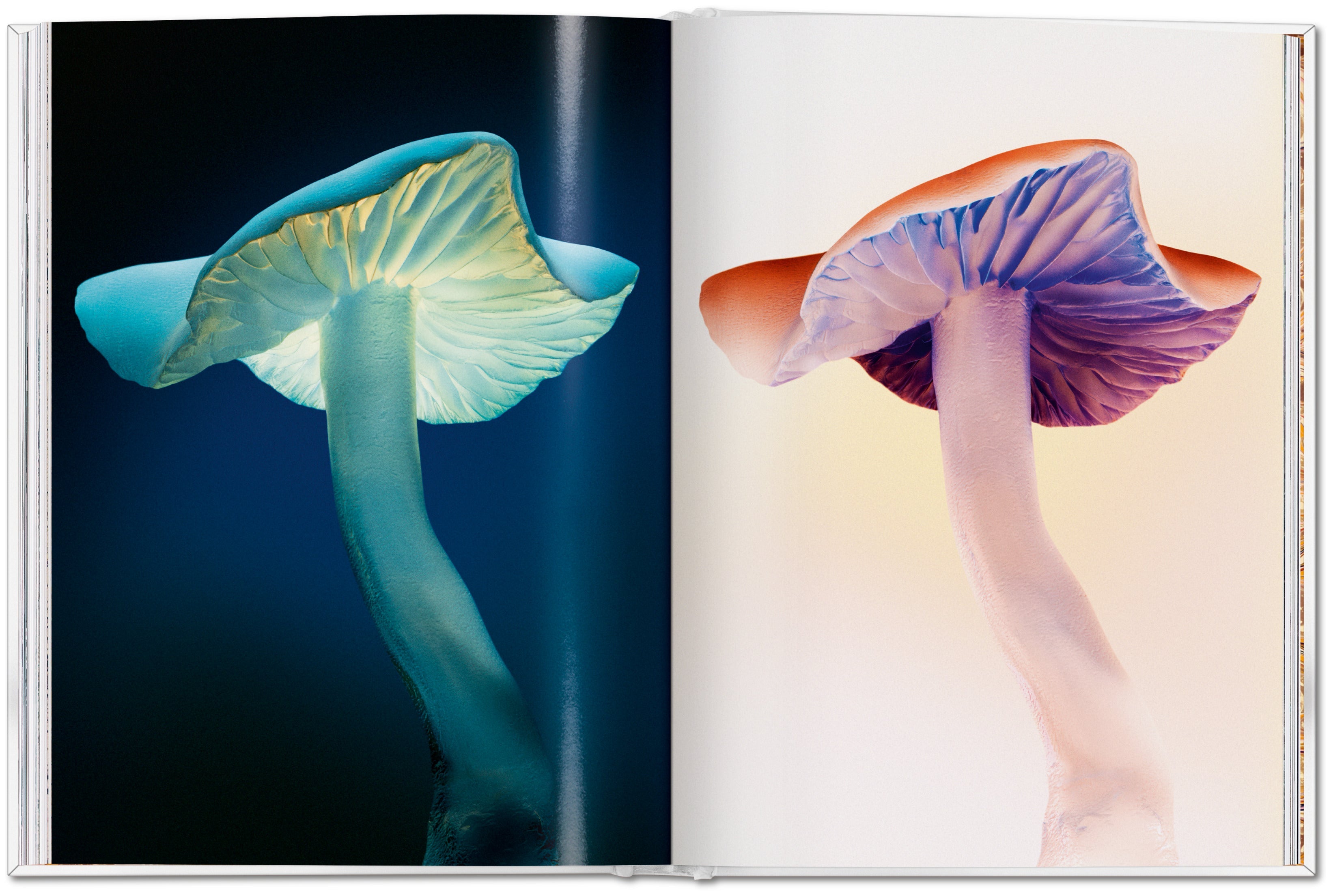 The Gourmand's Mushroom. A Collection of Stories and Recipes