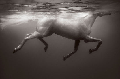 Untamed Spirits: Horses From Around the World