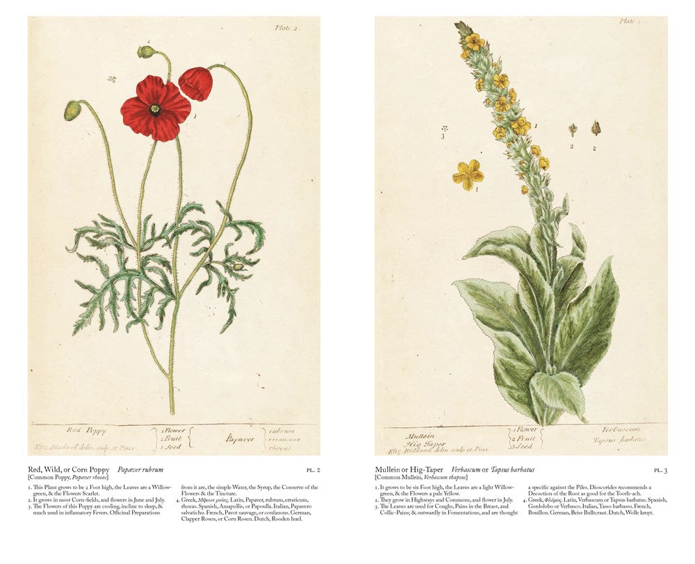 A Curious Herbal : Elizabeth Blackwell's Pioneering Masterpiece of Botanical Art