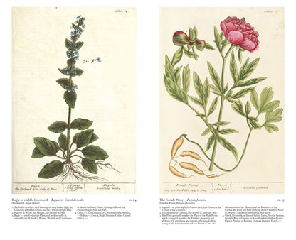 A Curious Herbal : Elizabeth Blackwell's Pioneering Masterpiece of Botanical Art