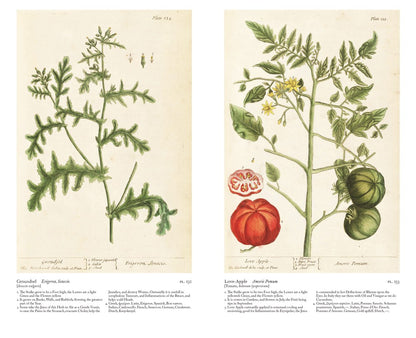 A Curious Herbal : Elizabeth Blackwell's Pioneering Masterpiece of Botanical Art