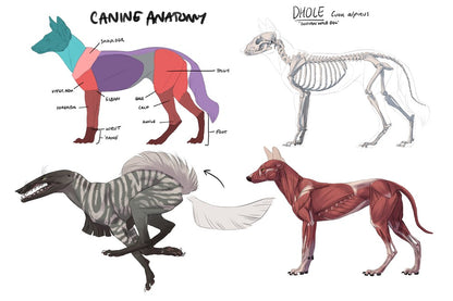 Fundamentals of Creature Design: How to Create Successful Concepts Using Functionality, Anatomy, Color, Shape & Scale