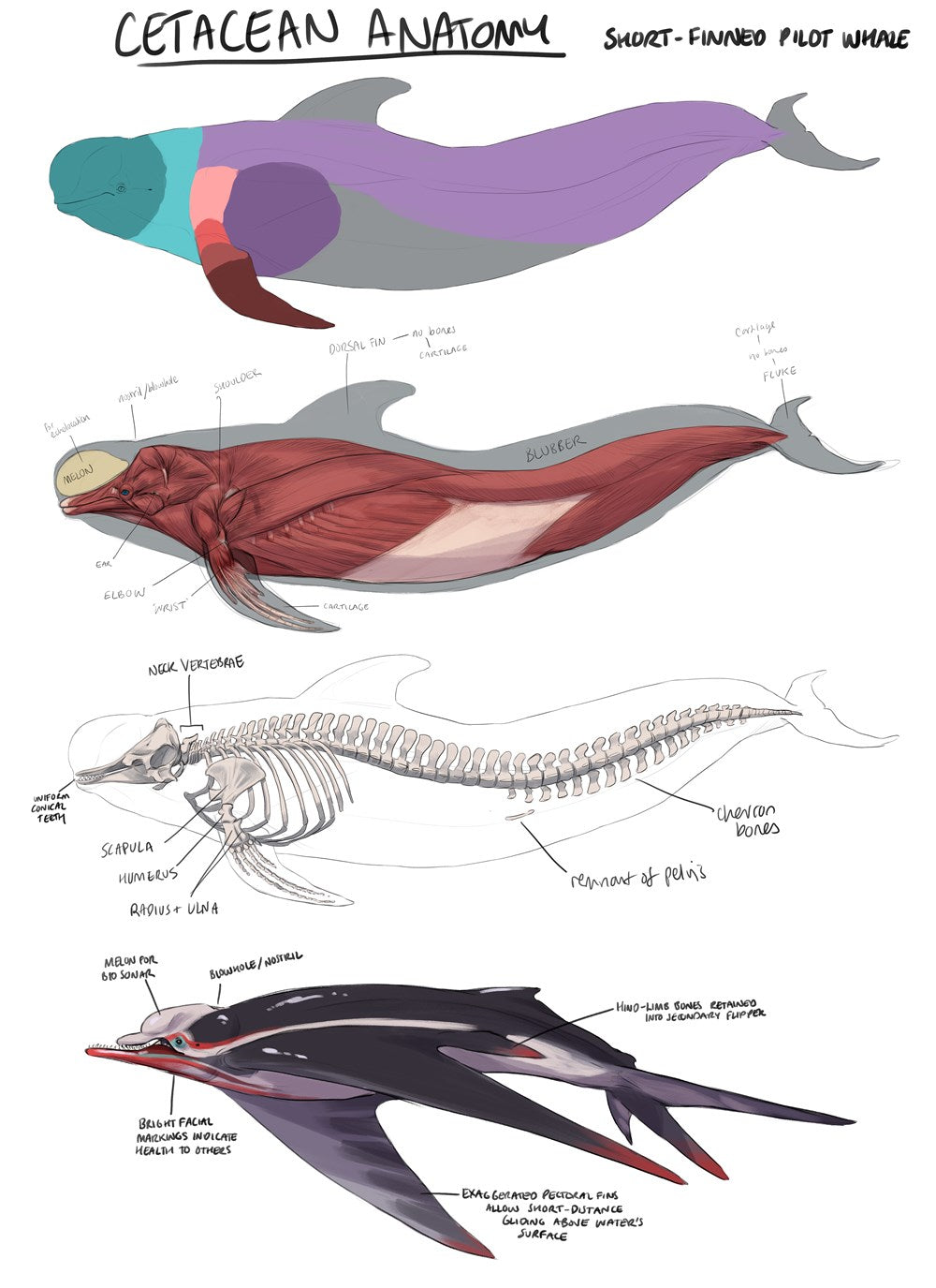 Fundamentals of Creature Design: How to Create Successful Concepts Using Functionality, Anatomy, Color, Shape & Scale