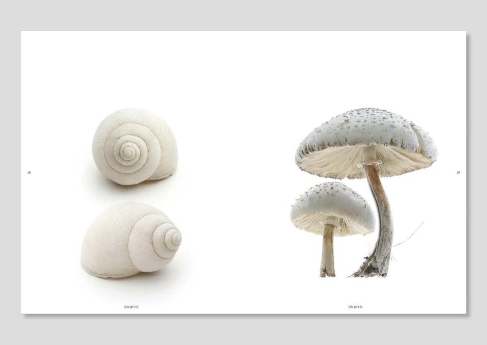 Still: The Art of Noticing