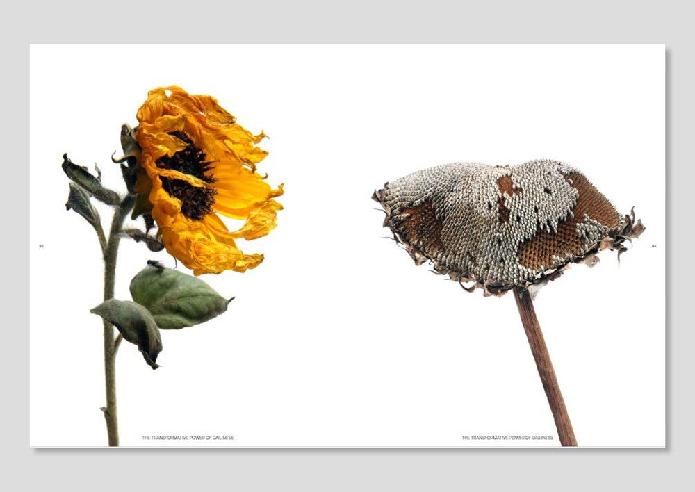 Still: The Art of Noticing